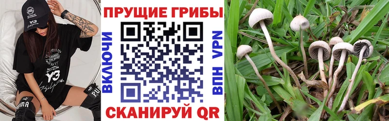 Галлюциногенные грибы Magic Shrooms  хочу наркоту  Вичуга 